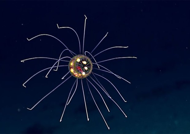 Scoperta nella fossa delle Marianne una 'medusa Ufo'