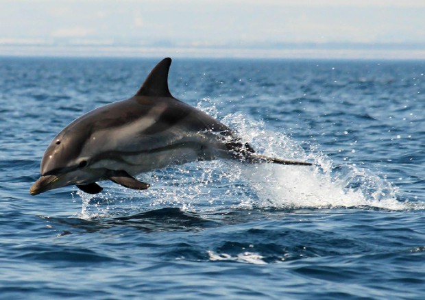In Italia il primo rifugio in mare per delfini da curare