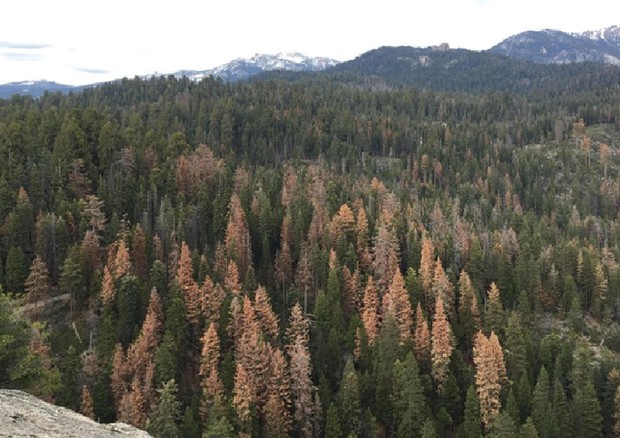 California, mortalità record di foreste per la siccità