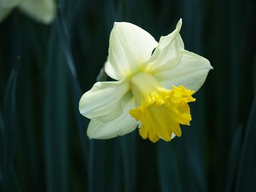 Il mito di Narciso e il suo significato psicologico
