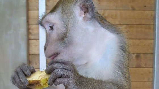 La nuova vita dei macachi: dai test in laboratorio a una casa in Maremma