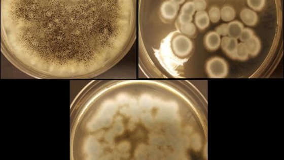 Il fungo Aspergillus niger (in alto a sinistra), il Penicillium simplicissimum (in alto a destra) e il Penicillium chrysogenum (in basso) posso riciclare litio e coblato dalle batterie ricaricabili