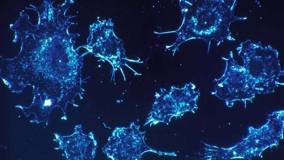 Tumori, scoperto l'interruttore che 'spegne' il sistema immunitario