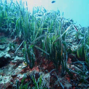 Baleari, la foresta sottomarina di posidonia rischia di scomparire