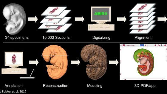 Lo sviluppo dell'embrione mai visto così: il primo atlante digitale in 3D