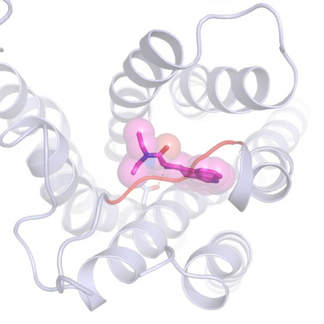 Una molecola di LSD (al centro) legata a un recettore della serotonina (in grande e grigio). Il coperchio che tiene a posto la sostanza psichedelica è quel lungo filamento arancione.|LAB OF BRYAN ROTH, UNC SCHOOL OF MEDICINE