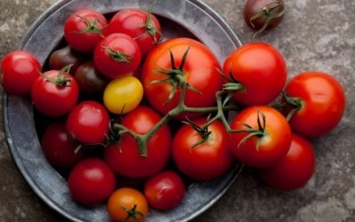 Tornerà il pomodoro di una volta con il gusto dimenticato