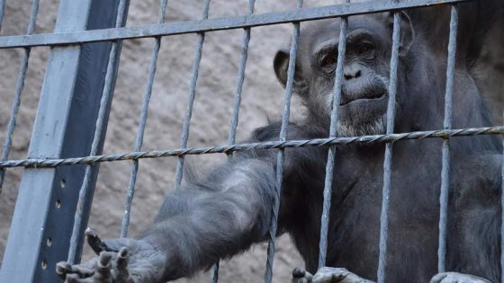 Cecilia ora è libera. "Sono esseri senzienti": tribunale argentino riconosce a scimpanzé diritti dell'uomo