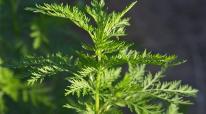 Artemisia annuale (Artemisia annua): l'artemisina è il principio attivo estratto dall'artemisia, usato nella lotta alla malaria. È stato isolato nel 1972 dalla farmacista cinese Tu Youyou (Nobel per la medicina 2015).