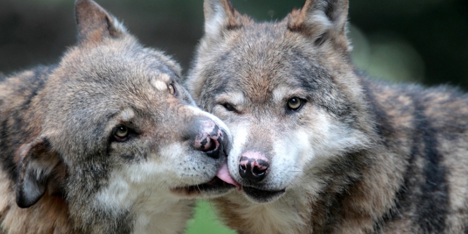 Una telecamera nel parco in un crocevia per riprendere gli animali