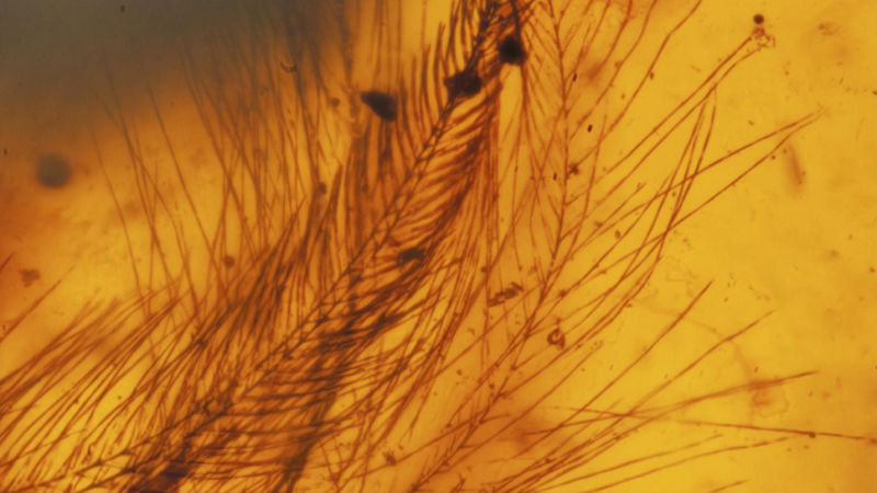 Un uccellino di 99 milioni di anni ritrovato nell'ambra