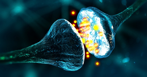 La scoperta del neurone. Era il 1873 quando una inserviente di laboratorio buttò per sbaglio nella spazzatura un pezzo di cervello destinato a essere sezionato e studiato. Qualche ora prima, nella stessa spazzatura, lo scienziato italiano Camillo Golgi aveva buttato del nitrato d’argento. Il mattino dopo, recuperato il pezzo di cervello, Golgi notò che il tessuto nervoso aveva assorbito il colorante alla perfezione, con i neuroni ben visibili in nero. Così Golgi scoprì un metodo di colorazione del tessuto nervoso (ancor oggi in uso) che gli permise di identificare per primo il neurone. Fece però un errore quando affermò che i neuroni formavano una rete continua di fibre. In seguito lo spagnolo Santiago Ramón y Cajal accertò che ogni neurone rappresenta un’unità anatomica distinta e che tra due neuroni c’è sempre un varco. I due scienziati nel 1906 condivisero il Nobel per la scoperta del neurone.