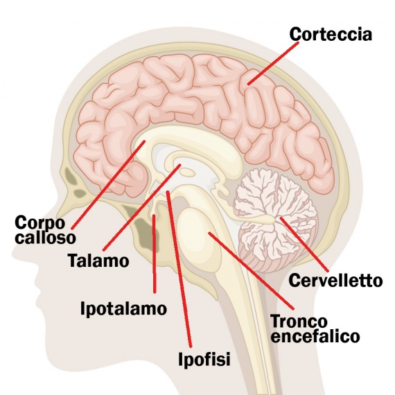 Un edificio a strati successivi. del cervello: la parte più antica (romboencefalo) è costituita da cervelletto e tronco encefalico, la più moderna è formata dal sistema limbico (talamo, ipotalamo, ipofisi, ippocampo...), sede delle pulsioni, e dalla corteccia, sede dell’intelligenza.