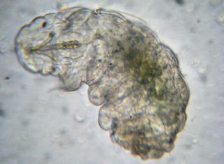Un esemplare di tardigrado ingrandito al microscopio