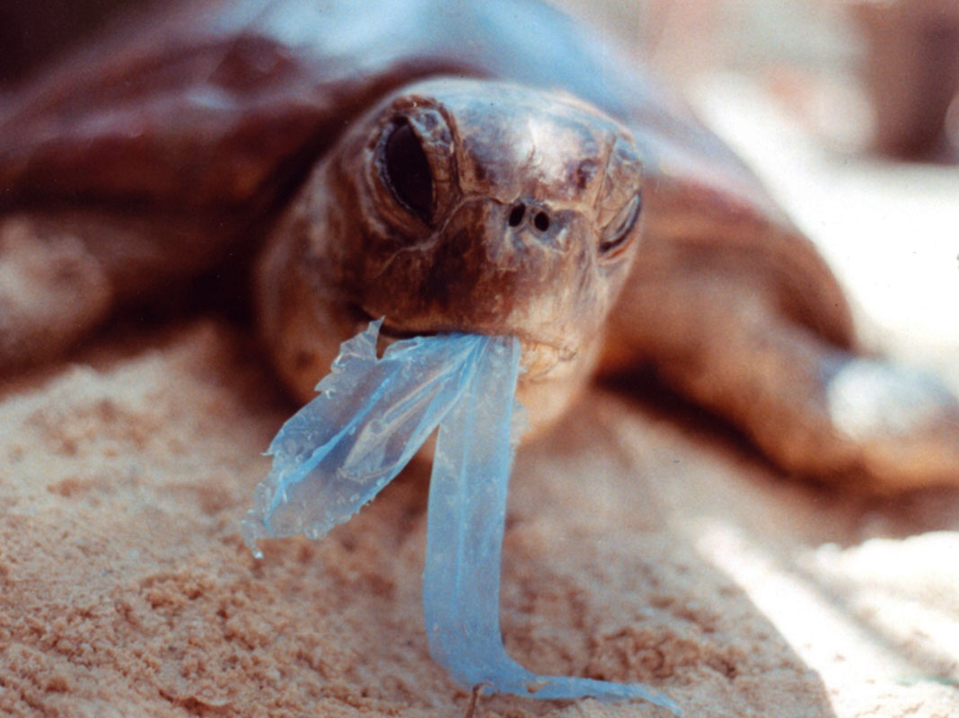Molta della plastica prodotta finisce in mare inquinandolo