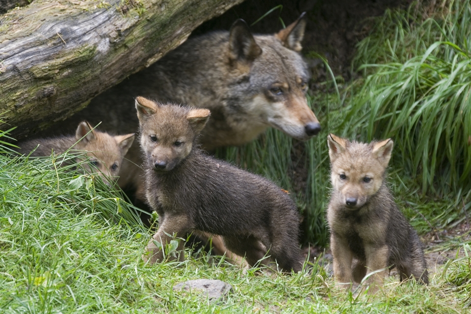 Uccisi da un predatore i cuccioli di lupo trovati morti in Abruzzo – Rivista Periodica d'Osservazione Casuale