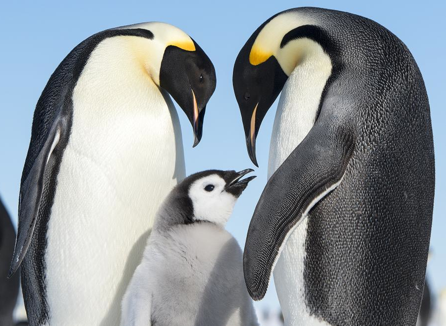 I pinguini imperatore di Pointe Géologie stanno perdendo il loro habitat naturale