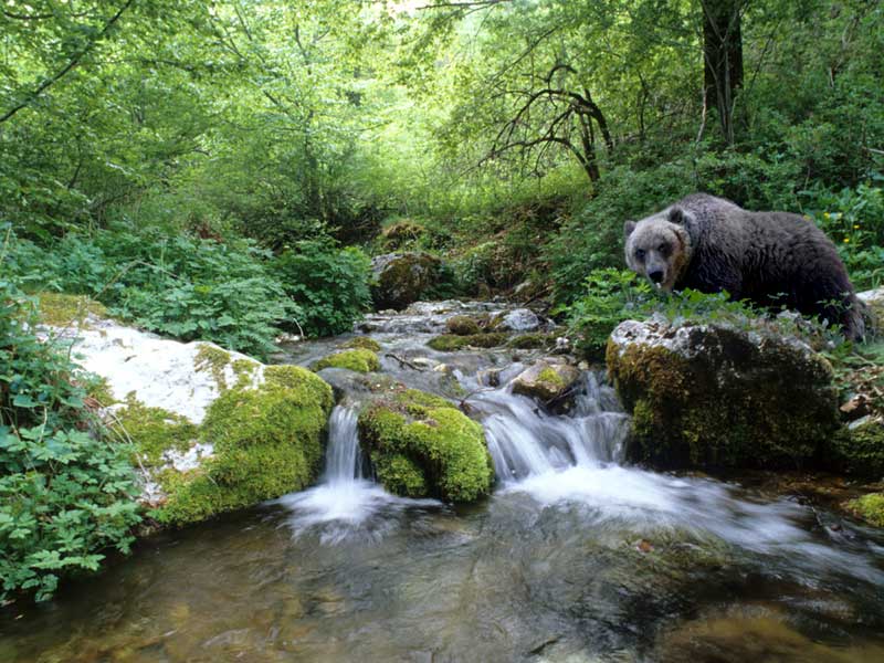 Fondi dal Governo per gli orsi del Parco Nazionale