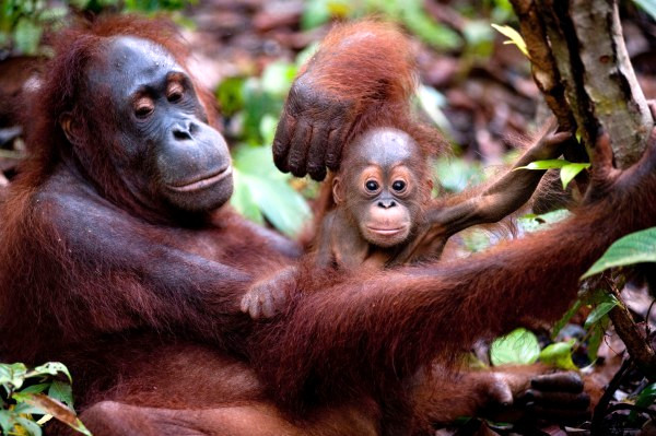 Le piantagioni di olio di palma mettono a rischio la vita degli oranghi