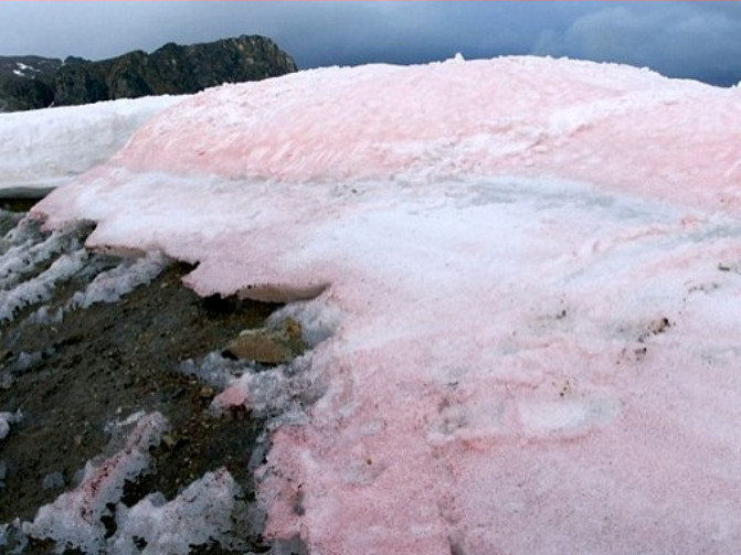 I ghiacciai dell'Artico si tingono di rosa