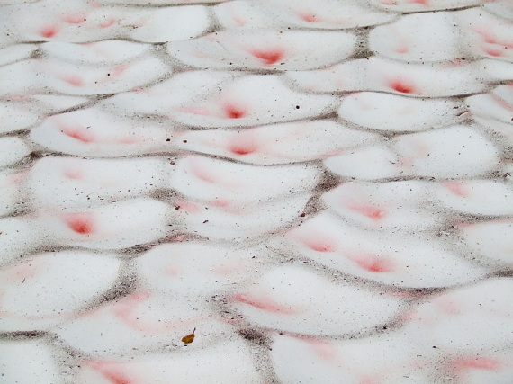 La presenza di neve rosa incoraggia la proliferazioni di organismi che si nutrono delle micro alghe: dai vermi ai tardigradi. 