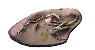 Il fossile rinvenuto in Mongolia è la ricostruzione dell'Halszkaraptor. 