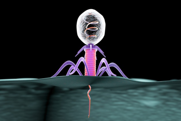 Illustrazione scientifica: un virus batteriofago infetta un batterio iniettando in esso il suo DNA.|SHUTTERSTOCK