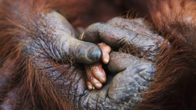 Tra le scimmie spesso le cure dei piccoli spettano alle madri, come nel caso degli Orangutan (nella foto), tranne alcune eccezioni come il tamarino e lo scimpanzè.