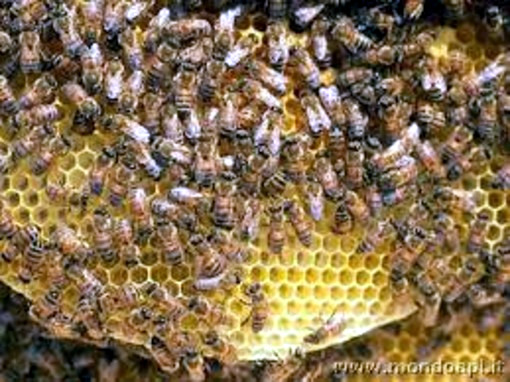 Gli sciami di api sono come un superorganismo