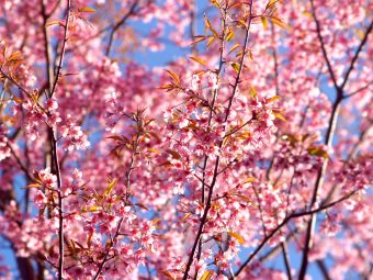 Arriva la primavera. Crediti: imagesthai.com/Pexels