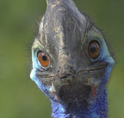 Lâeducazione dei cuccioli? Ã un lavoro da maschi. Almeno cosÃ¬ pensano le femmine del casuario australiano (Casuarius casuarius), il secondo uccello piÃ¹ grande al mondo dopo lo struzzo. Leâ signoreâ sono troppo indaffarate a cercare nuovi partner con i quali accoppiarsi â in genere due o tre esemplari a stagione â per badare alla prole. Tanto a covare le uova ci pensa il futuro papÃ  che, dopo una sessantina di giorni di paziente attesa, assiste alla schiusa e incontra finalmente i suoi pulcini. I piccoli rimangono accanto al padre, che li sfama e li protegge dai predatori, fino al raggiungimento della completa indipendenza, conquistata nove mesi dopo la nascita. Soltanto allora il genitore li abbandona al loro destino.