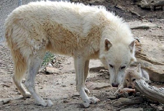 I papÃ  animali sono i piÃ¹ bravi e premurosi