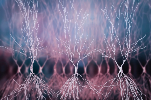 Neuroni nell'ippocampo umano: una ricostruzione in 3D.|SHUTTERSTOCK