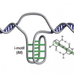 Il Dna a quattro eliche: scoperta nuova forma