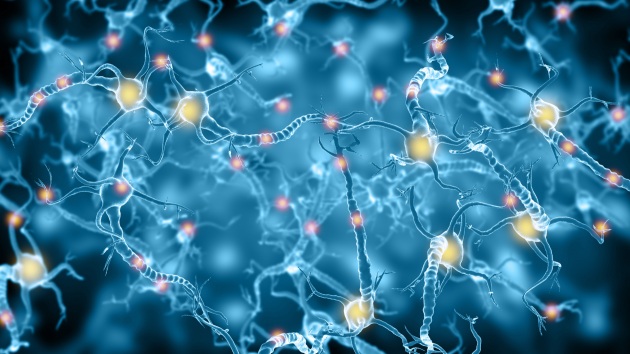 La comunicazione tra cellule nervose in un'illustrazione scientifica.|SHUTTERSTOCK