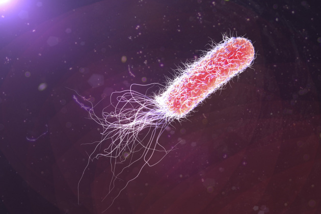 L'illustrazione 3D di un batterio Pseudomonas aeruginosa.|SHUTTERSTOCK