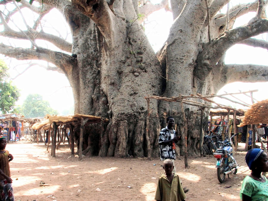 I cambiamenti climatici colpiscono anche gli alberi Africani