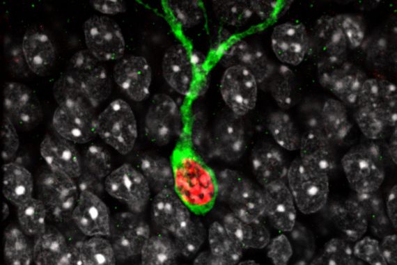 Nel cervello di un topo, una cellula attivata dallo stimolo pauroso (in verde) sovrapposta a una attivata dal richiamo dello stesso ricordo in una situazione non minacciosa (in rosso). | EPFL/Gräff Group
