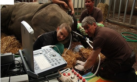 Embrioni in provetta: "Vogliamo salvare quei rinoceronti condannati all'estinzione"
