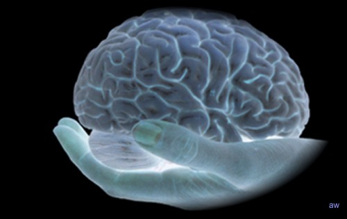 Un mini cervello riprodotto in laboratorio per studio
