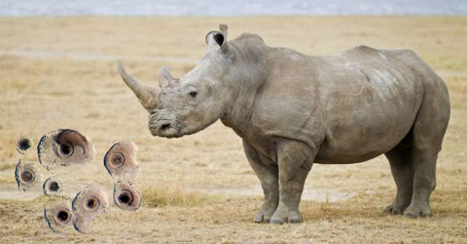 Rinoceronti bianchi salvati dall'estinzione con la fecondazione in vitro