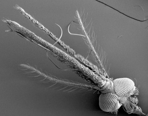 Il naso della zanzara al microscopio: ecco come funziona il micidiale sistema di puntamento del fastidioso insetto. | R. Jason Pitts and Laurence J. Zwiebel, Vanderbilt University
