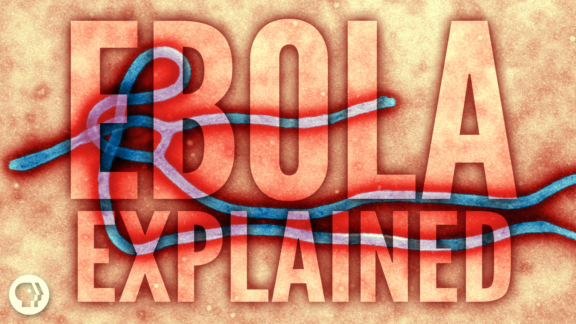 Studi sul virus ebola ne trovano una nuova mutazione
