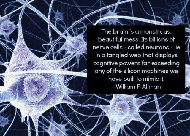 Misterioso nuovo neurone scoperto nel cervello umano