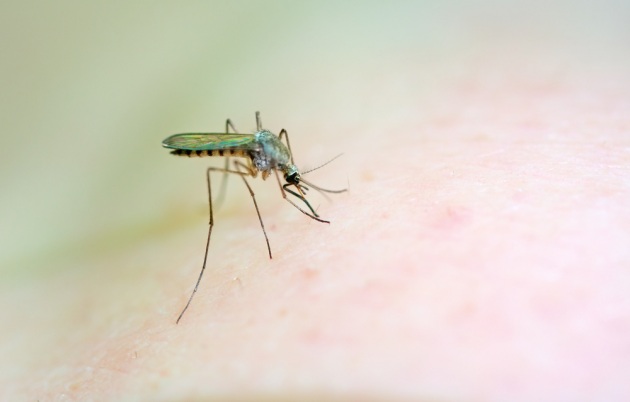 La zanzara comune (Culex pipiens) è il principale vettore del West Nile Virus in Europa.|Shutterstock