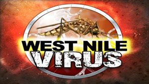 West Nile Virus sempre più diffuso a causa dei cambiamenti climatici