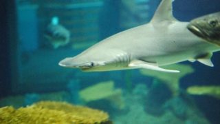 Credit: By Kelly McCarthy from Hamden, CT (Shark) [CC BY-SA 2.0]  via Wikimedia Commons 