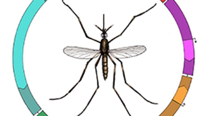 Gene drive-malaria