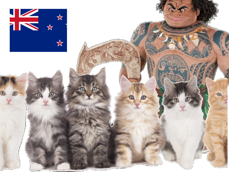 Omaui, un paese vietato ai gatti in Nuova Zelanda