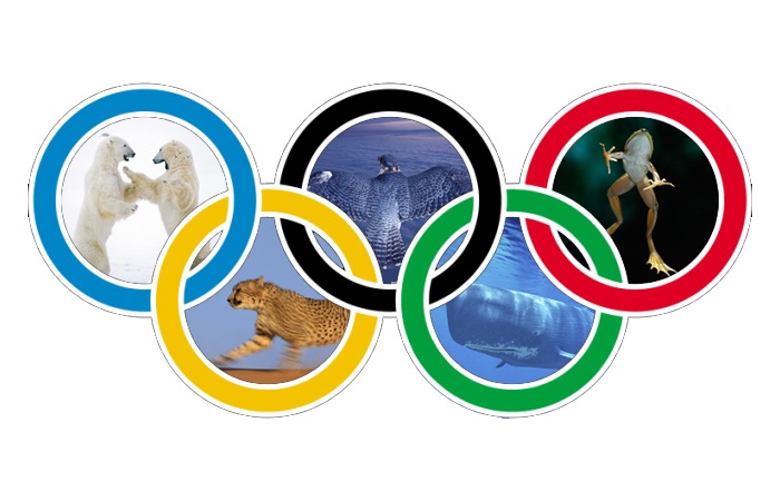 Le Olimpiadi, nel Mondo Animale, le vincono i più lenti